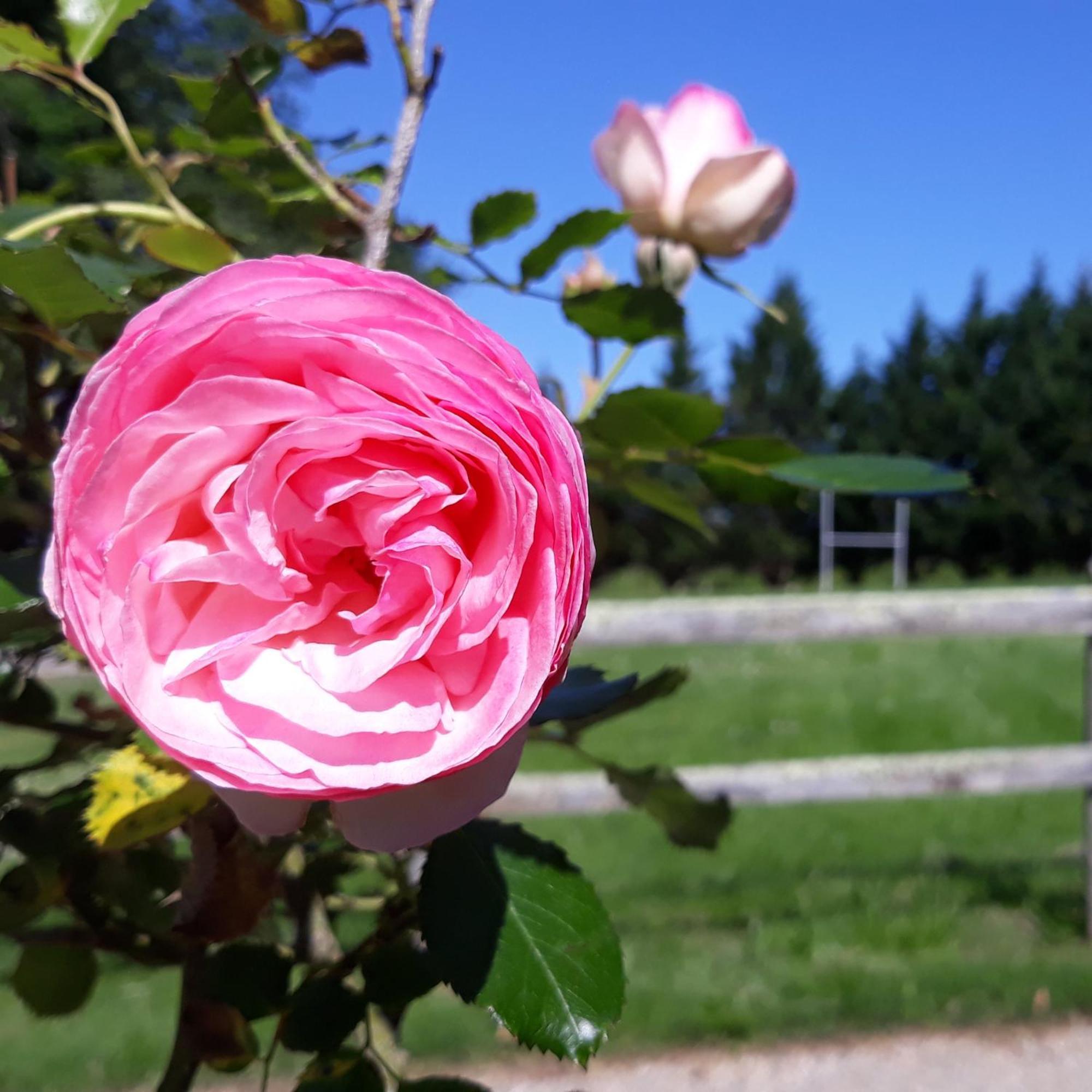 Roulotte Fleur Des Champs Villa Sigalens Luaran gambar